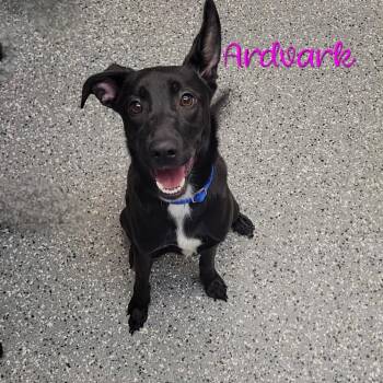 Black Labrador Retriever Dogs Available for Adoption - Ardvark | PetCurious