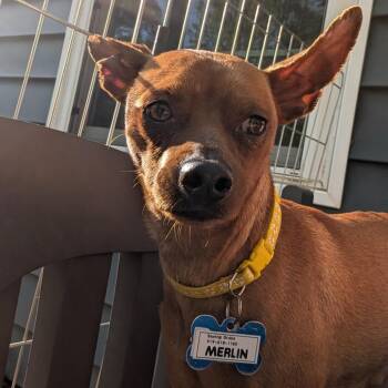 Miniature Pinscher Dogs Available for Adoption in Wake Forest, North Carolina - Merlin | PetCurious