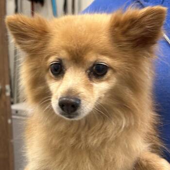 Bambi -  Pomeranian Dog for Adoption in Matteson, Illinois - Bambi | PetCurious