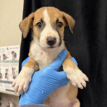 Nala -  Shepherd and Mixed Breed Dog for Adoption in San Antonio, Texas - Nala | PetCurious