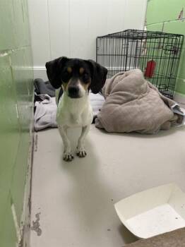 Dachshund and Mixed Breed Dogs Available for Adoption in Omaha, Nebraska - ZEEK | PetCurious