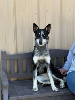 Border Collie and Australian Cattle Dog Blue Heeler Dogs Available for Adoption - Xena | PetCurious