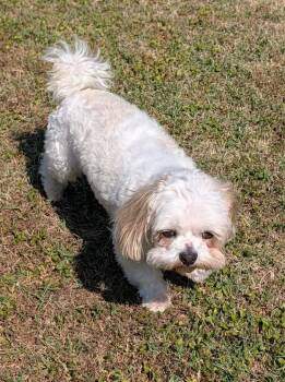 Maltese and Shih Tzu Dogs Available for Adoption in Hopkinton, Massachusetts - Archie | PetCurious