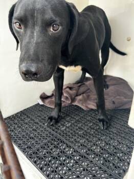 Zaxby -  Pit Bull Terrier Dog for Adoption in Mobile, Alabama - Zaxby | PetCurious