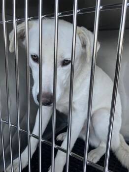 Rescue Mixed Breed Dogs for Adoption in Dallas, Texas - FAT DADDY | PetCurious