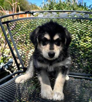 Cocker Spaniel and Poodle Dogs Available for Adoption in Mentone, California - Zara | PetCurious