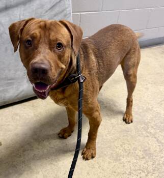 Tango -  Retriever Dog for Adoption in Lancaster, South Carolina - Tango | PetCurious