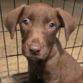 Blackie & Brownie -  Labrador Retriever Dog for Adoption in Tunica, Mississippi - Blackie & Brownie | PetCurious