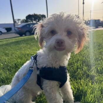 Maltipoo and Jack Russell Terrier Dogs Available for Adoption in Tustin, California - Toby - Available For Adoption | PetCurious