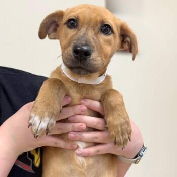 Shepherd and Coonhound Dogs Available for Adoption - Olivia | PetCurious