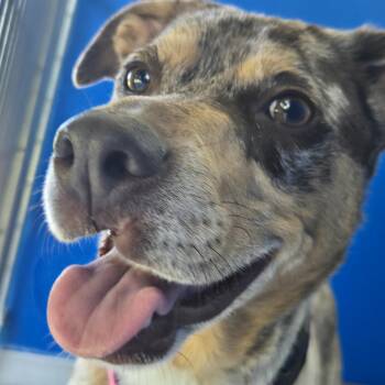 SYLPHIE -  Australian Shepherd Dog for Adoption in Fernandina Beach, Florida - SYLPHIE | PetCurious