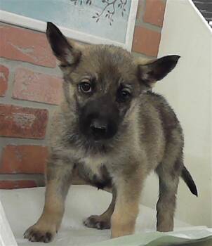 Belgian Shepherd Malinois Dogs Available for Adoption - A2066016 | PetCurious