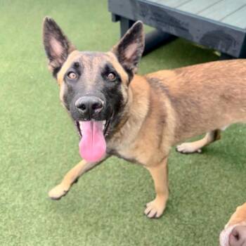 Pinata -  Belgian Shepherd Malinois and Mixed Breed Dog for Adoption in Parkersburg, West Virginia - Pinata | PetCurious