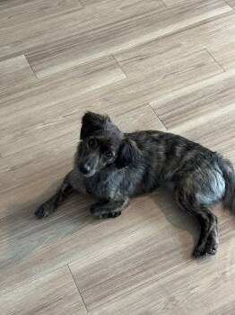 Dachshund Dogs Available for Adoption in Houston, Texas - Coco | PetCurious