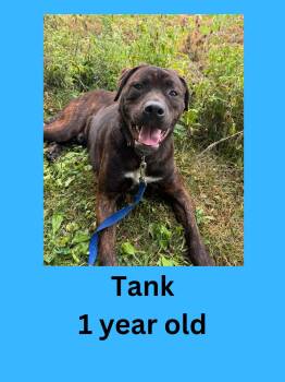 Tank -  Rottweiler and Pit Bull Terrier Dog for Adoption in Ravenna, Ohio - Tank | PetCurious