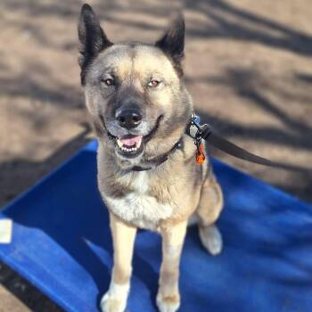Akita and Siberian Husky Dogs Available for Adoption - Max | PetCurious