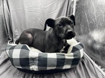 A122005 -  Labrador Retriever and Mixed Breed Dog for Adoption in Grovetown, Georgia - A122005 | PetCurious