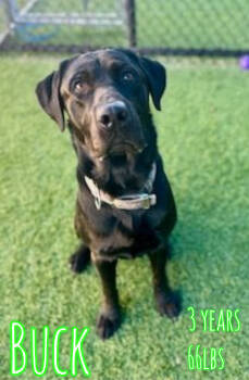 Rescue Labrador Retriever Dogs for Adoption in Holbrook, New York - BUCK | PetCurious