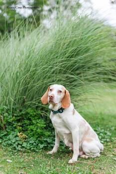 Bria -  Beagle Dog for Adoption in Drumbo, Ontario - Bria | PetCurious