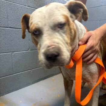 Zephyrus -  Mixed Breed Dog for Adoption in Gadsden, Alabama - Zephyrus | PetCurious