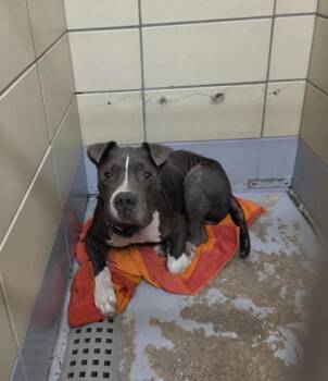 PANCHITO -  American Staffordshire Terrier and Mixed Breed Dog for Adoption in Houston, Texas - PANCHITO | PetCurious