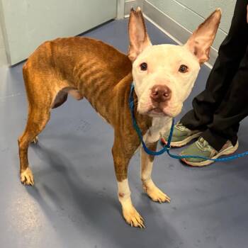 Lobster Roll -  Pit Bull Terrier Dog for Adoption in Greensboro, North Carolina - Lobster Roll | PetCurious