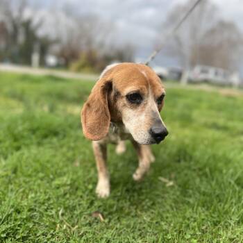 Beagle Dogs Available for Adoption - Sam | PetCurious