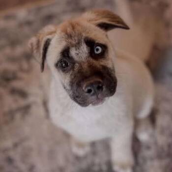 Echo -  Shepherd and Mixed Breed Dog for Adoption in Nampa, Idaho - Echo | PetCurious