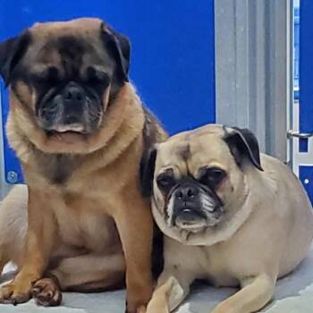 Pugsley -  Pug Dog for Adoption in Mondovi, Wisconsin - Pugsley | PetCurious