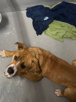 Rescue Mixed Breed Dogs for Adoption in Stuart, Virginia - Queen | PetCurious