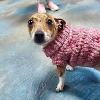 Rosie -  Chihuahua Dog for Adoption in Martinsburg, West Virginia - Rosie | PetCurious