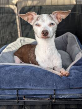 Rescue Chihuahua Dogs for Adoption in Ocean Township, New Jersey - Yaya - Yours Truly | PetCurious