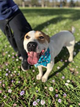 Luke -  Pit Bull Terrier and Boxer Dog for Adoption in Ventura, California - Luke | PetCurious