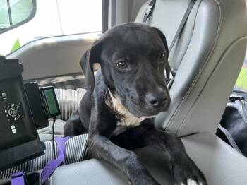 Delilah -  Labrador Retriever Dog for Adoption in Mobile, Alabama - Delilah | PetCurious
