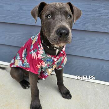 Black Labrador Retriever and Pit Bull Terrier Dogs Available for Adoption in Madisonville, Tennessee - Phelps | PetCurious