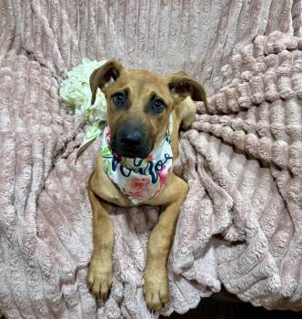 Shepherd and Labrador Retriever Dogs Available for Adoption in Corona, California - Tilly | PetCurious