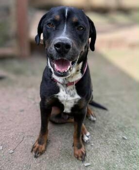 Labrador Retriever and Bernese Mountain Dog Dogs Available for Adoption - Pretzels | PetCurious