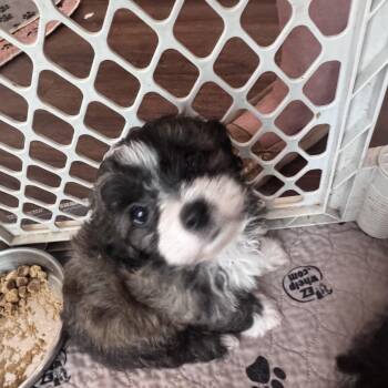 Shih Tzu Dogs Available for Adoption in Monroe, North Carolina - Declan | PetCurious