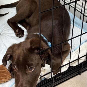 Chocolate Labrador Retriever Dogs Available for Adoption in Baton Rouge, Louisiana - Frank | PetCurious