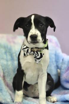 Catahoula Leopard Dog Dogs Available for Adoption - Veeps In NH! Come Meet Our Adoptable Dogs Wednesday-Saturday. Mo | PetCurious
