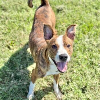 Rescue Basenji and Cattle Dog Dogs for Adoption in Jeffersonville, Indiana - Elvis | PetCurious