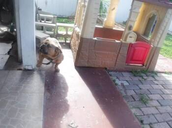 English Bulldog and Mixed Breed Dogs Available for Adoption in Doral, Florida - BABY | PetCurious