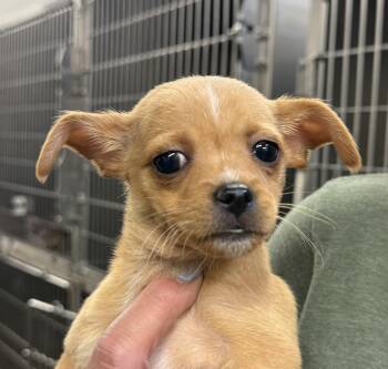Teeny -  Chihuahua Dog for Adoption in Blue Springs, Missouri - Teeny | PetCurious