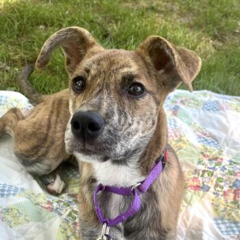 Ripley -  Whippet Dog for Adoption - Ripley | PetCurious
