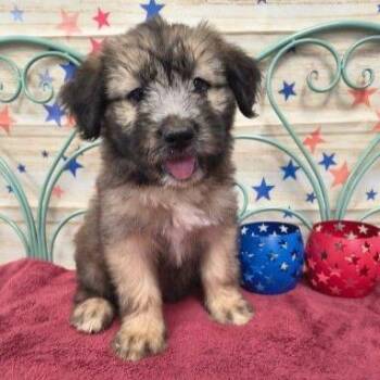 CT Daphne -  Terrier and Mixed Breed Dog for Adoption in Stormville, New York - CT Daphne | PetCurious