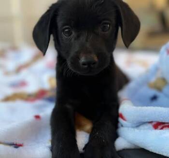 Norfolk Terrier Dogs Available for Adoption in Calera, Alabama - Camper | PetCurious