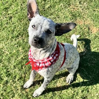 Australian Cattle Dog Blue Heeler Dogs Available for Adoption in Krum, Texas - Piglet  | PetCurious