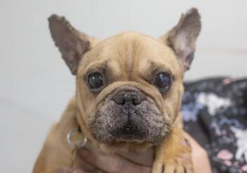 Sarah -  French Bulldog Dog for Adoption in Mountain Home, Arkansas - Sarah | PetCurious