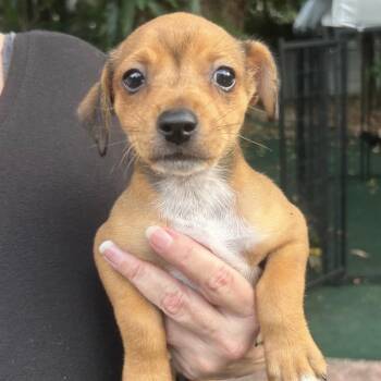 Kenny -  Chihuahua and Dachshund Dog for Adoption in Lake Worth Beach, Florida - Kenny | PetCurious