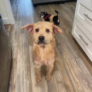 Winston -  Golden Retriever and Terrier Dog for Adoption in Helena, Alabama - Winston | PetCurious